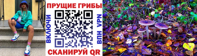 Купить закладки  Невельск  Псилоцибиновые грибы мухоморы 